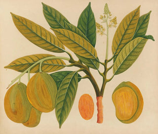 Anonymous - Album of watercolors of Asian fruits and flowers Pl28.webp