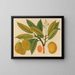 Album van aquarellen van Aziatische fruit en bloemenschilderijen Pl28 - Anoniem — ingelijst kunstwerk aan de muur