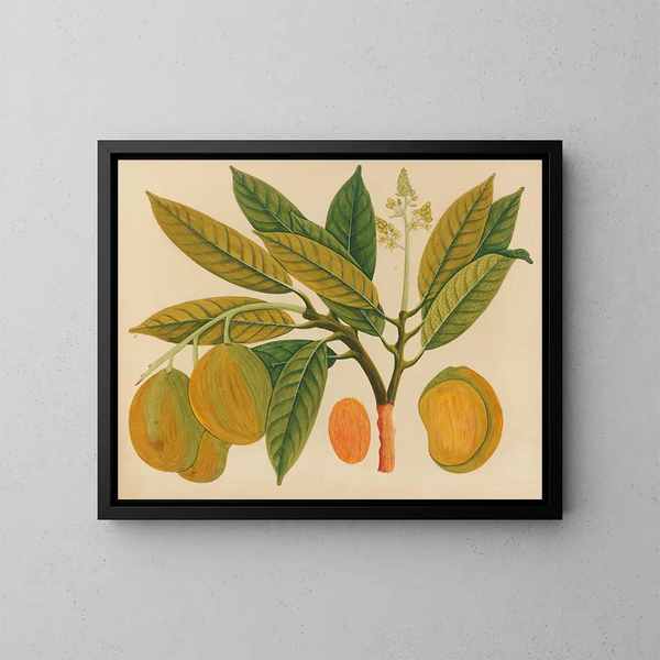 Album van aquarellen van Aziatische fruit en bloemenschilderijen Pl28 - Anoniem — ingelijst kunstwerk aan de muur