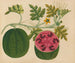 Album van aquarellen van Aziatische fruit en bloemen Pl29 - Anoniem — weergave van het kunstwerk