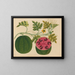 Album van aquarellen van Aziatische fruit en bloemen Pl29 - Anoniem — ingelijst kunstwerk aan de muur