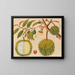 Album van aquarellen van Aziatische fruit en bloemmotieven Pl31 - Anoniem — ingelijst kunstwerk aan de muur