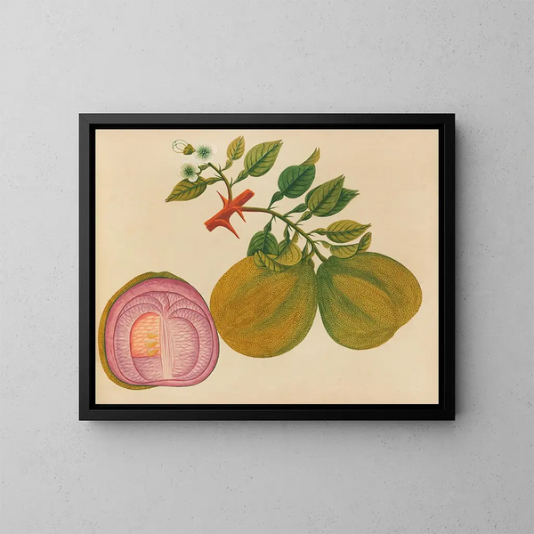 Album van aquarellen van Aziatische fruit en bloemenschilderijen Pl33 - Anoniem — ingelijst kunstwerk aan de muur