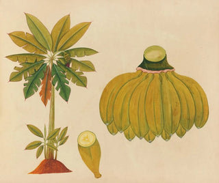 Anonymous - Album of watercolors of Asian fruits and flowers Pl36.webp