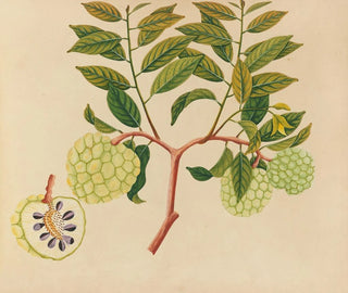 Anonymous - Album of watercolors of Asian fruits and flowers Pl37.webp
