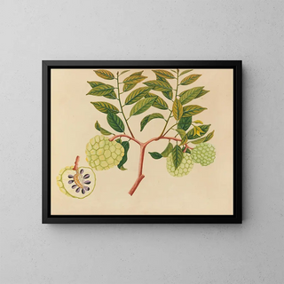 Anonymous - Album of watercolors of Asian fruits and flowers Pl37.webp