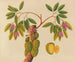 Album van aquarellen van Aziatische fruit en bloemen Pl38 - Anoniem — weergave van het kunstwerk