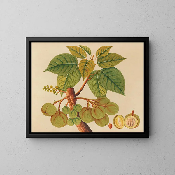 Album van aquarellen van Aziatische fruit en bloemen Pl39 - Anoniem — ingelijst kunstwerk aan de muur