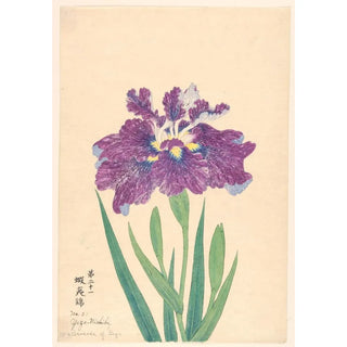 Anonymous - Brocade of Yezo YezoNishiki.webp