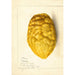 Reproductie van het schilderij Citrus medica - Anoniem
