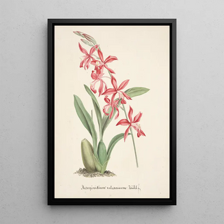 Anonymous - Collection dorchidees Pl02.webp