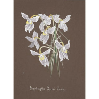 Anonymous - Collection dorchidees Pl03.webp