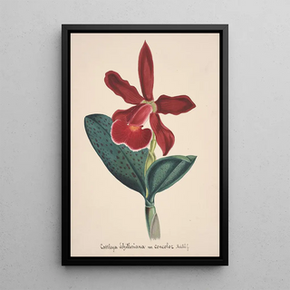 Anonymous - Collection dorchidees Pl05.webp