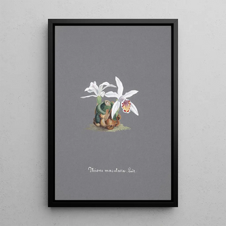 Anonymous - Collection dorchidees Pl15.webp