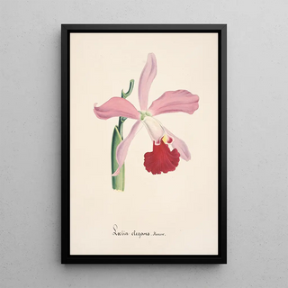 Anonymous - Collection dorchidees Pl16.webp