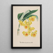 Reproductie van het schilderij Collectie van orchideeën Pl32 - Anoniem