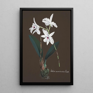 Anonymous - Collection dorchidees Pl48.webp