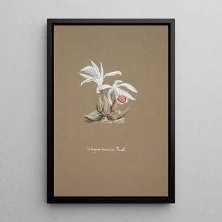 Anonymous - Collection dorchidees Pl53.webp