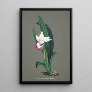 Anonymous - Collection dorchidees Pl54.webp