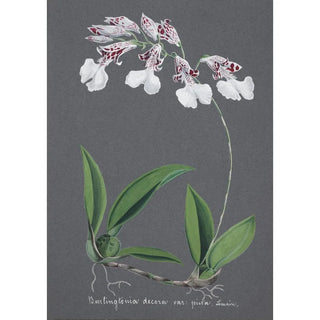 Anonymous - Collection dorchidees Pl61.webp