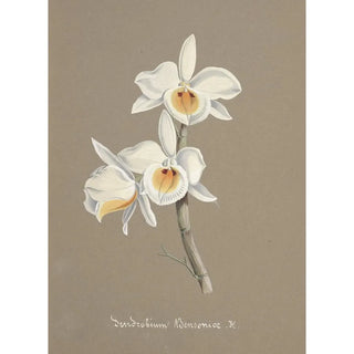 Anonymous - Collection dorchidees Pl66.webp