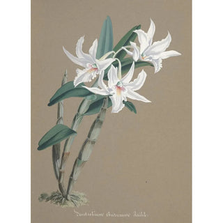 Anonymous - Collection dorchidees Pl89.webp