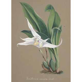 Anonymous - Collection dorchidees Pl90.webp