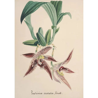 Anonymous - Collection dorchidees Pl94.webp