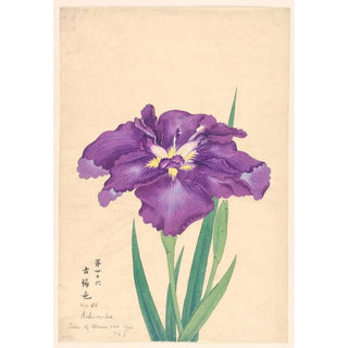 Anonymous - Color of Green Old Age KokinoIro.webp