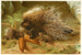 Egel met kam - Anoniem — weergave van het kunstwerk