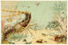 Crustaceën - Anoniem — weergave van het kunstwerk