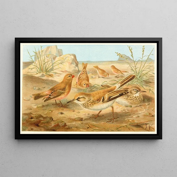 Anonymous - Desert Finch and Desert Lark.webp