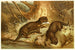 Europese Otter - Anoniem — weergave van het kunstwerk