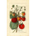 Fragaria Amanda - Anoniem — weergave van het kunstwerk