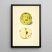 Malus domestica - Anoniem — ingelijst kunstwerk aan de muur