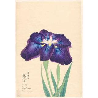 Anonymous - Mt Kyodai Kyodaisan.webp