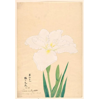 Anonymous - Plumage of the Stork Tsuru no Kegoromo.webp