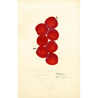 Anonymous - Prunus domestica Coletto.webp