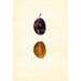 Prunus domestica Stanley - Anoniem — weergave van het kunstwerk