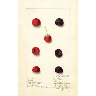 Anonymous - Rubus.webp