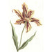 Tulip - Anoniem — weergave van het kunstwerk