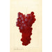 Vitis - Anoniem — weergave van het kunstwerk