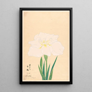 Anonymous - White Waterfall Shirataki.webp