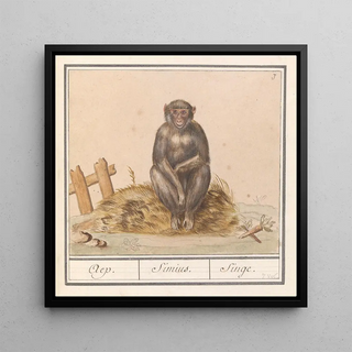 Anselmus Botius de Boodt - Aap Primates Aep Simius Singe.webp