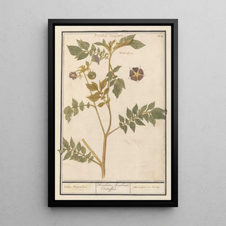 Anselmus Botius de Boodt - Aardappel Solanum tuberosum aerde appelen Arachidna theophrasti Tartouffani pommes de terre.webp