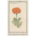 Reproductie van het schilderij van een Oostindische kruidnagel Tagetes Dubbelbloem Flos tunetanus - Anselmus Botius de Boodt