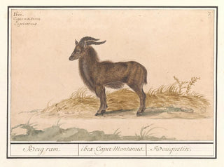 Anselmus Botius de Boodt - Alpensteenbok Capra ibex Berg ram ibex Caper Montanus Bouquetin.webp