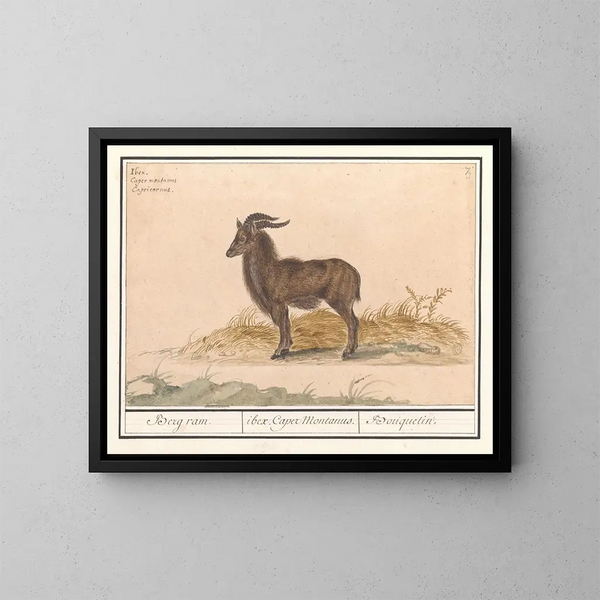 van het Alpenibex - Anselmus Botius de Boodt — ingelijst kunstwerk aan de muur