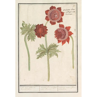 Anselmus Botius de Boodt - Anemoon Anemone roode wind Bloemen verdobbelende anemone flore multiplicato Coccineo anemones rouges fleurs redoubles.webp