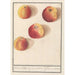 van de Pomme de Bohême - Anselmus Botius de Boodt — weergave van het kunstwerk